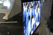 Ringrev kaster seg inn i OLED-markedet